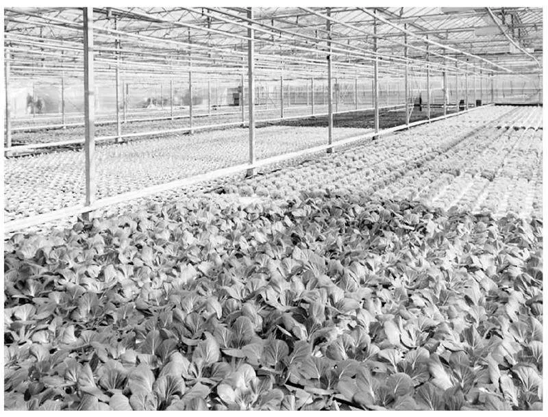 设施农业发展中蔬菜病虫害发生特点及科学有效防治策略研究