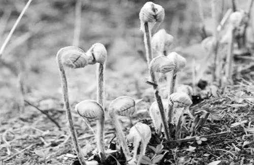 山野菜种植环境适应性研究及提高其产量的相关策略