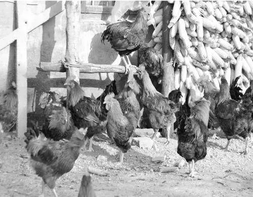 肉鸡常见疾病科学诊断方法及有效防治措施的全面分析