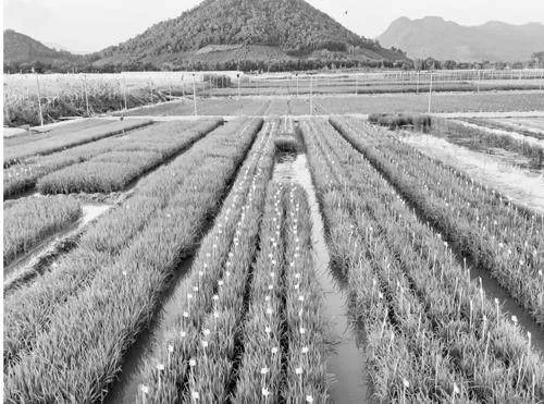 智能农业技术在植物保护中的应用现状以及未来发展趋势