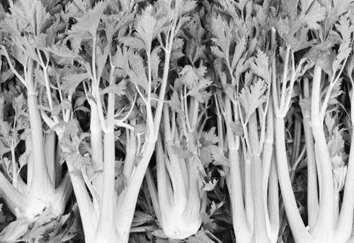 夏季无公害露地芹菜栽培管理技术实践应用的深入剖析