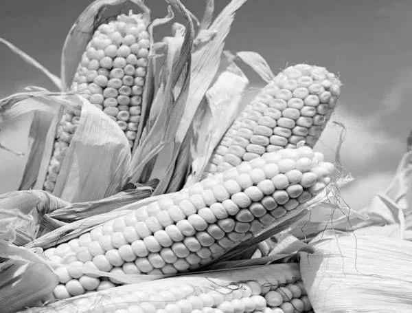 玉米科学高效种植技术规程与病虫害综合防治策略简要分析