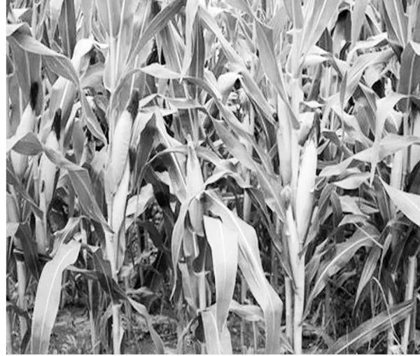 玉米种植技术科学运用及常见病虫害防治策略的有效实施