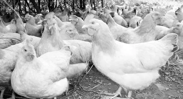 817品种肉鸡常见疾病诊断方法与科学防治技术详细论述