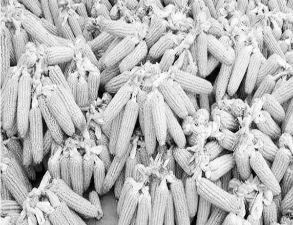 东北玉米主要病虫害发生特点及针对性防治全面探讨