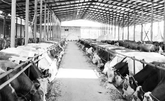 青贮饲料制作流程标准化技术在肉牛养殖中的具体使用方法分析