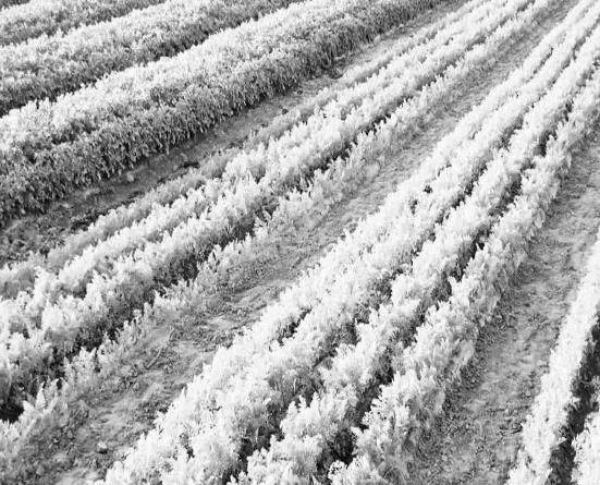 优化土肥管理技术在现代农业种植中实际应用的探讨分析