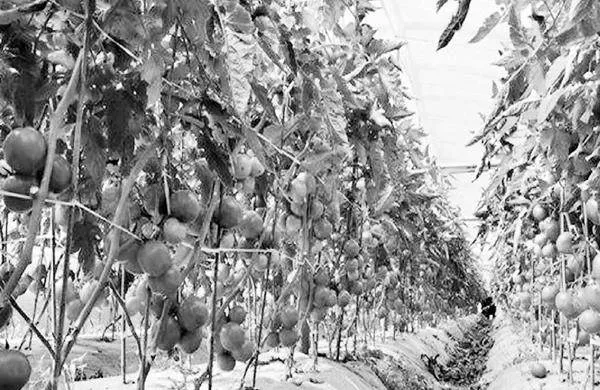 日光温室西红柿高效栽培技术及相关种植管理措施研究