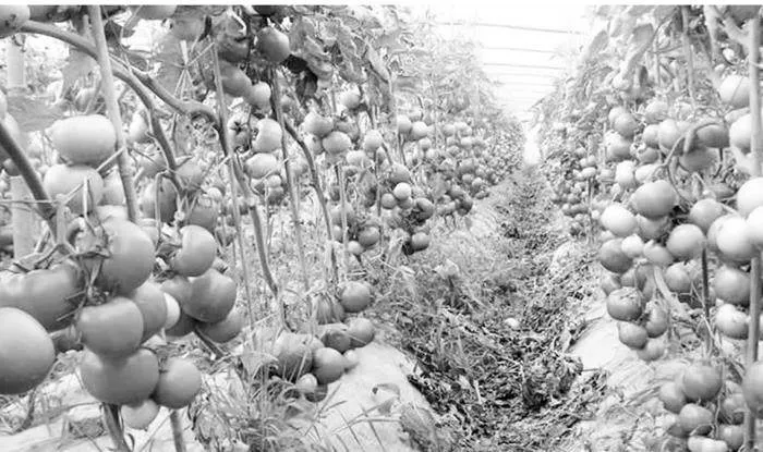 山东大棚西红柿种植技术与防止病虫害发生的有效措施