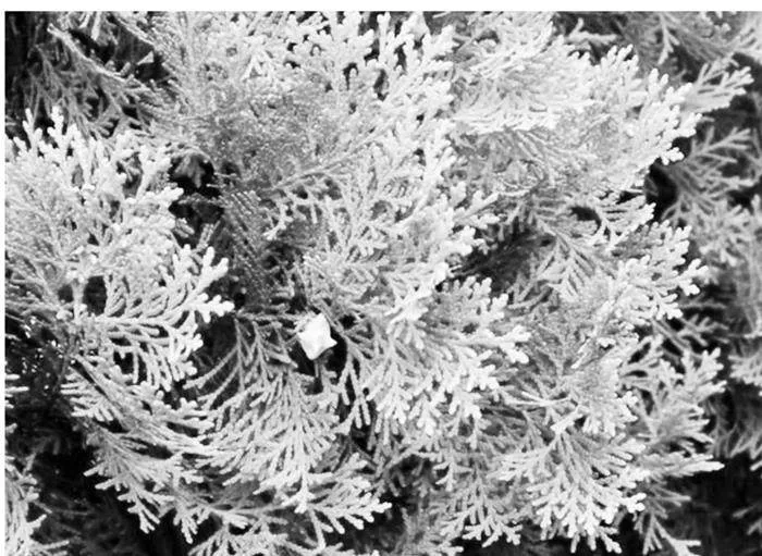 侧柏科学高效造林技术与病虫害综合防治的合理应用分析