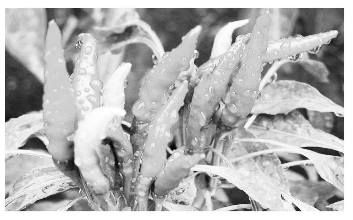 基于生态调控的辣椒栽培技术与病虫害精准防治策略研究