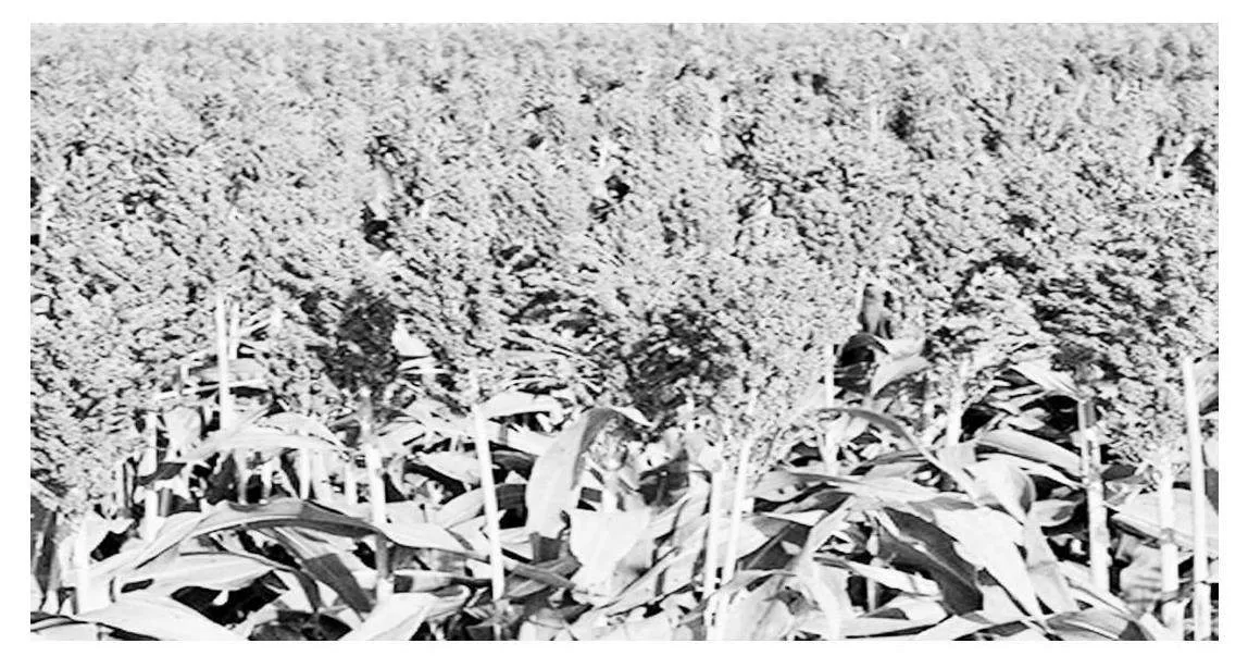 单县高粱科学高效种植关键要点及病虫害防治措施的阐述