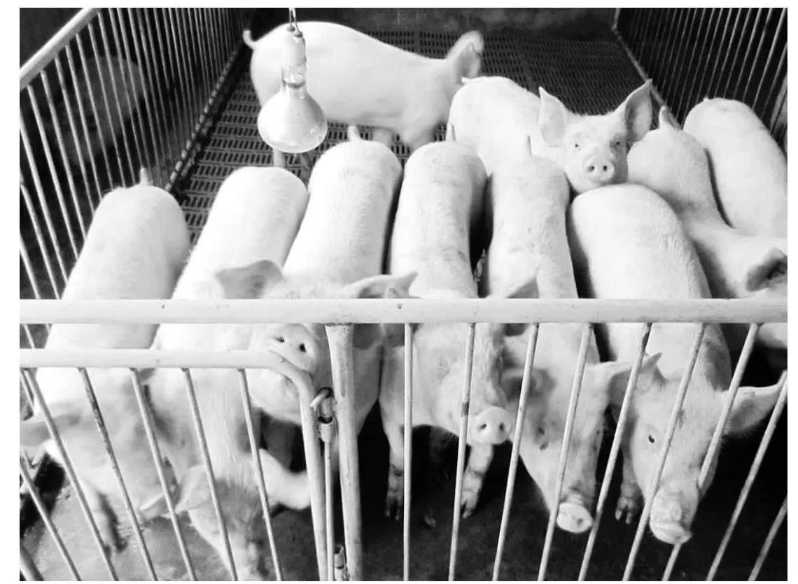 生态猪健康养殖技术核心与疾病防控策略的深入探讨