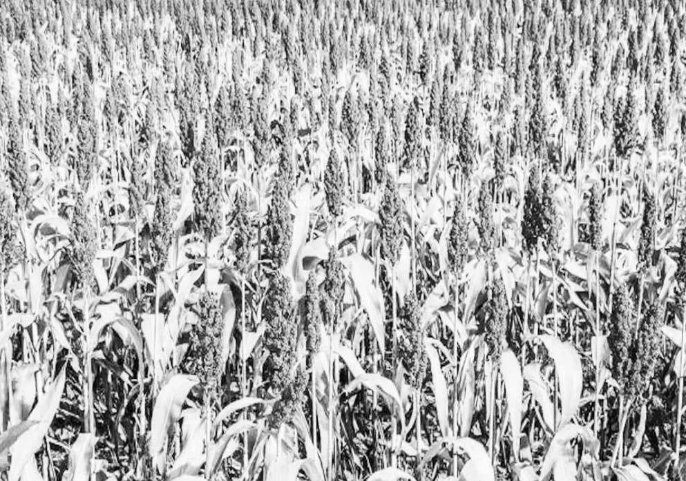高粱种植技术关键环节及科学有效病虫害防治措施探讨
