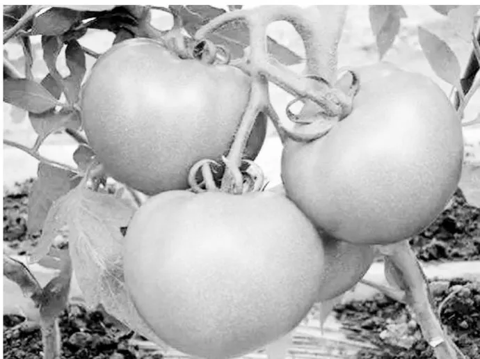 绿色无公害大棚西红柿种植关键技术与管理策略研究