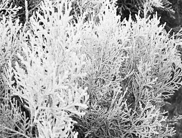 侧柏栽植技术在荒山绿化中的应用路径及优化策略探究