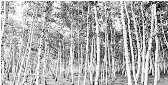 林业科学合理的栽培种植技术及高效实用养护措施研究