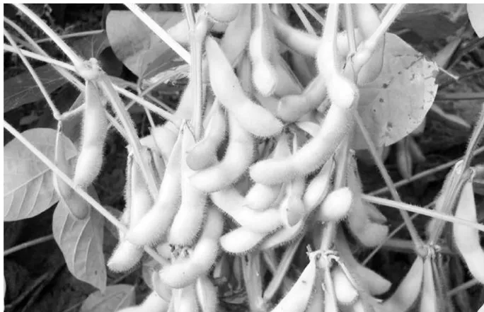 大豆种植过程中病虫害防治存在的问题及科学解决方法